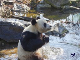 Tiergarten Schönbrunn am 05.03.2026